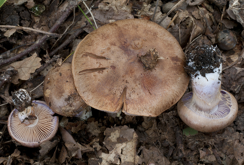 Cortinarius variicolor